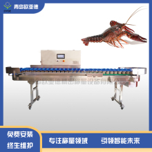 小龙虾自动分拣设备 小龙虾重量分级秤